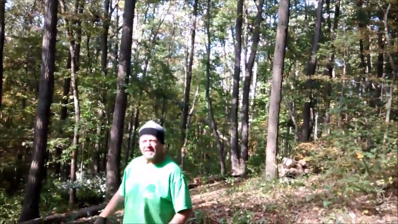 Felling a Dead Chestnut Oak Tree - YouTube