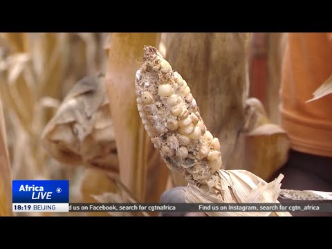 UN issues plea to help Zambia address food insecurity