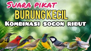 Suara Pikat Burung Kecil Kombinasi Sogon Ribut