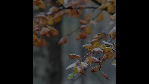 تلاوه بصوت جميل | للقارئ شريف مصطفى | حالات واتس اب دينيه♥♥.