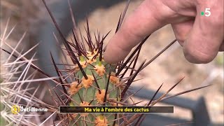 Comment bien entretenir ses cactus ?