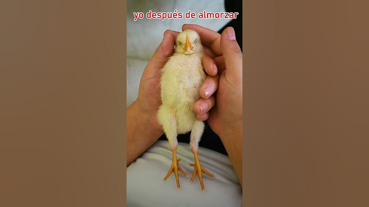 Pollito durmiendo 🐥 #gallos #mascotas #funnyshorts