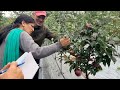 Department of horticulture hp and uhf nauni university visit to rms  orchard            part ii