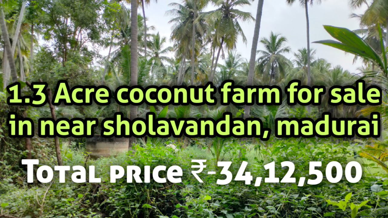 1.3 Coconut farm for sale in near sholavandan, madurai. YouTube
