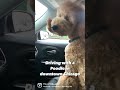 Driving with a poodle in Downtown Chicago - Poodle in the City