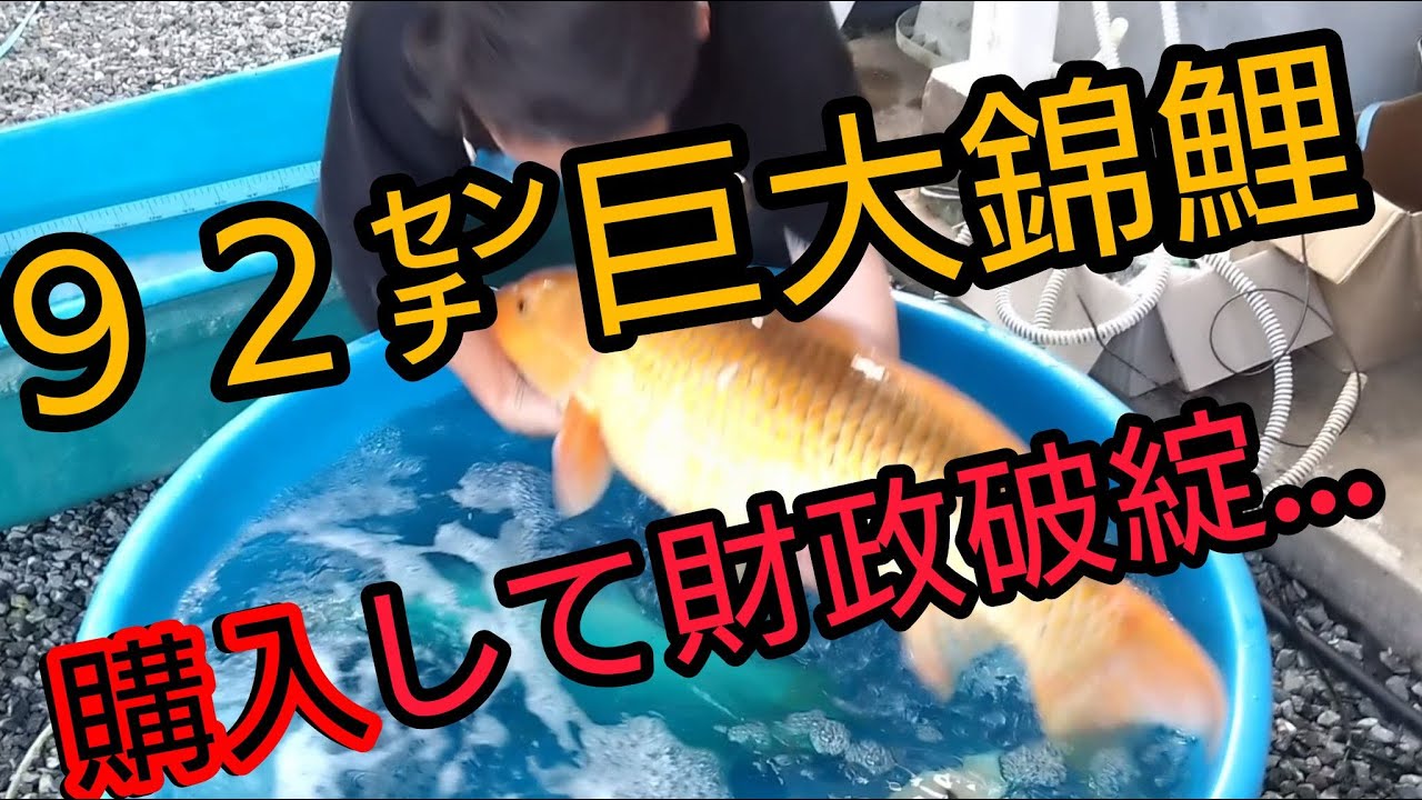 これは絶対デカくなる」と言われ7万で購入した錦鯉→5年後……「はぁ（怒