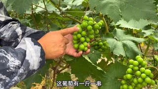 The young man takes root in the countryside to grow grapes. One mu can produce 4000 catties of 10 y