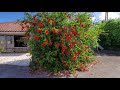 赤花と沖縄の古民家(Red hibiscus and red tiled roof)