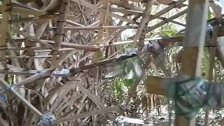 Dragonfly Or Government Spy Drone (V723) Bushcraft Primitive Technology Urban Survival