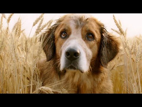 Video: Este cuestionario te dirá EXACTAMENTE qué tipo de perro debes adoptar