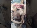HADİ CEZA YAZ,DİREKSİYONDA UYUYOR 😀