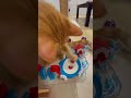 Cat Starts the Marble… Then Punches It Out! #asmr #cat #marblerun #pokemon #satisfying #relaxing