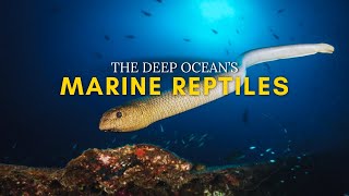 The Strange World of Marine Reptiles