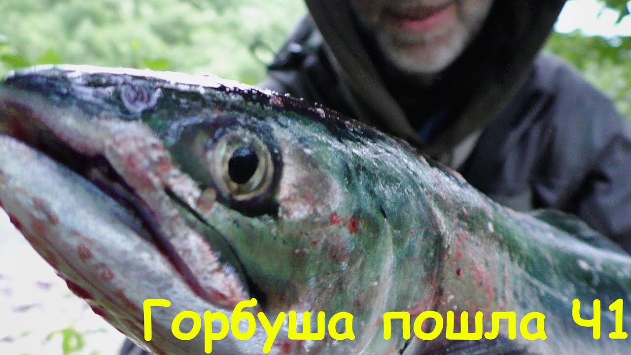 Горбуша в реке нива