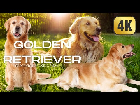 4K Film About Golden Retriever With Relaxing Music