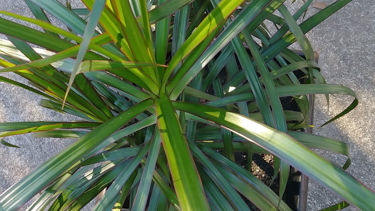 العنايه بنبات الدراسينا من حيث الاضاءه والتسميد والري وكيف
تحافظ على النبات سنين طويله
فديو مهم جدا