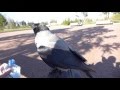 Серая Ворона Крышечка в Буферном парке/Hooded crow Kryshechka in Buffer park