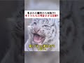 生まれた瞬間から大騒ぎ！ 子トラたちの可愛すぎる日常？ #子トラ #動物の赤ちゃん #癒し映像 #自然の記録 #トラの親子