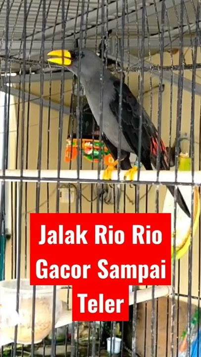 Jalak Rio Rio Gacor Sampai Teler #jalakriorio #riorio