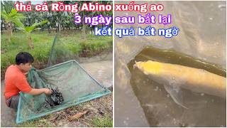 Thả cá rồng ngân long abino của ông ngoại xuống ao, 3 ngày sau tìm lại và cái kết bất ngờ