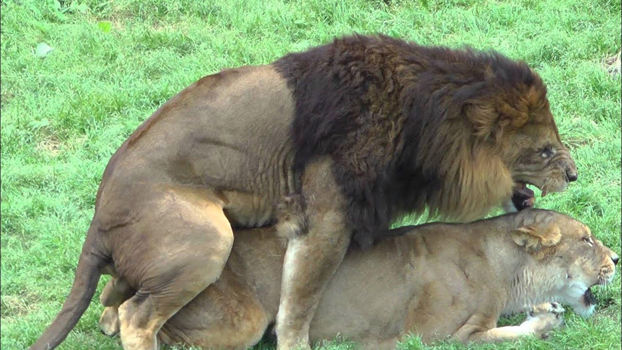 ライオン セックス ライオンの交尾(多摩動物公園) - YouTube