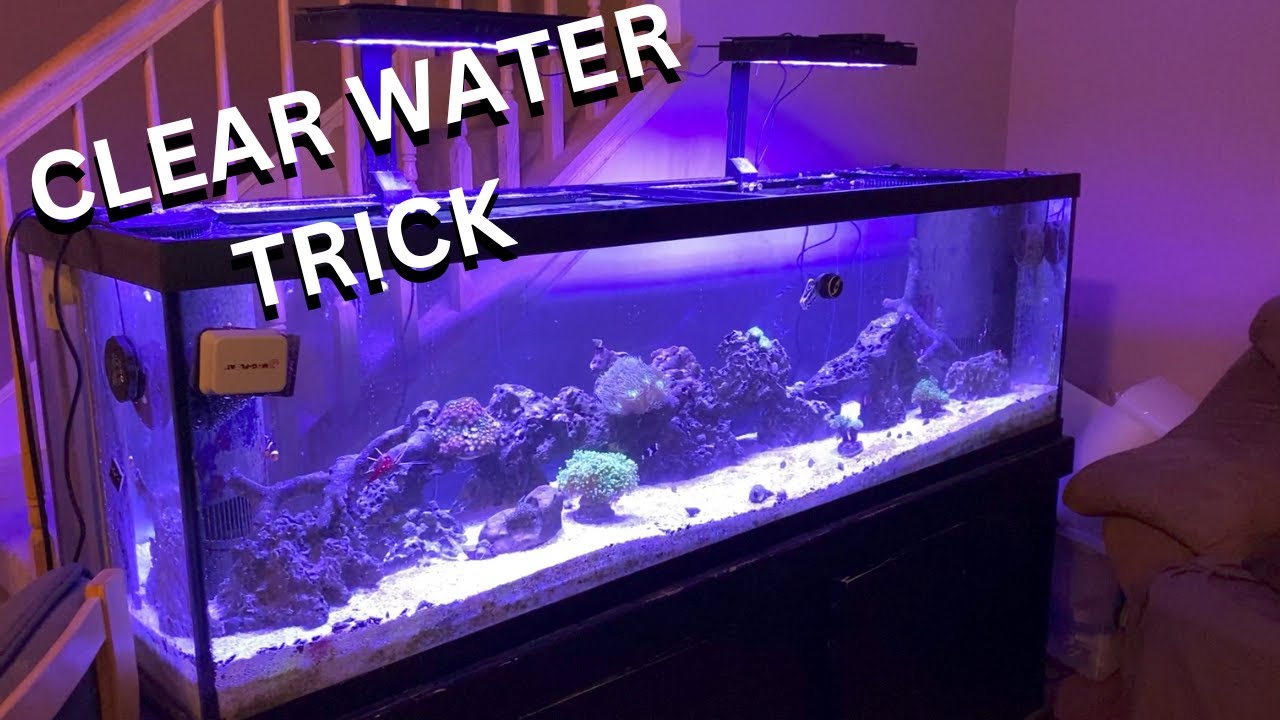 How To Get Crystal Clear Water In Your Fish tank! 