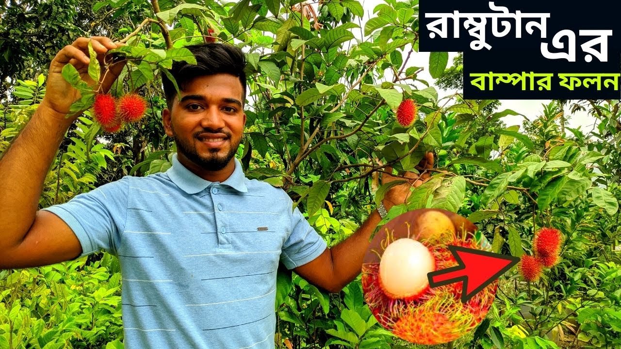 নার্সারির গাছে রাম্বুটানের প্রচুর ফলন। ফলসহ রামবুটান গাছ কোথায় পাবেন? দাম কত জেনে নিন??
