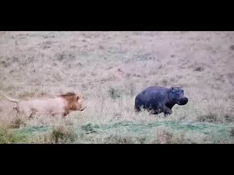 الاسد يصطاد صغير فرس النهر