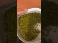 چطوری ماش را بشوریم How To Wash Mung Bean 