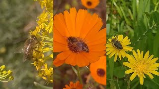 أفضل المناطق التي يرعى فيها النحل في المغرب