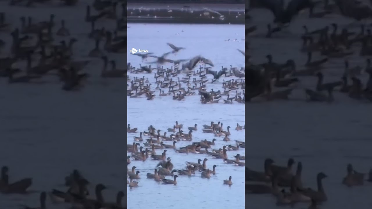 Tens Of Thousands Pink Footed Geese Arrive In Scotland After 800 Mile Journey Shorts Nature