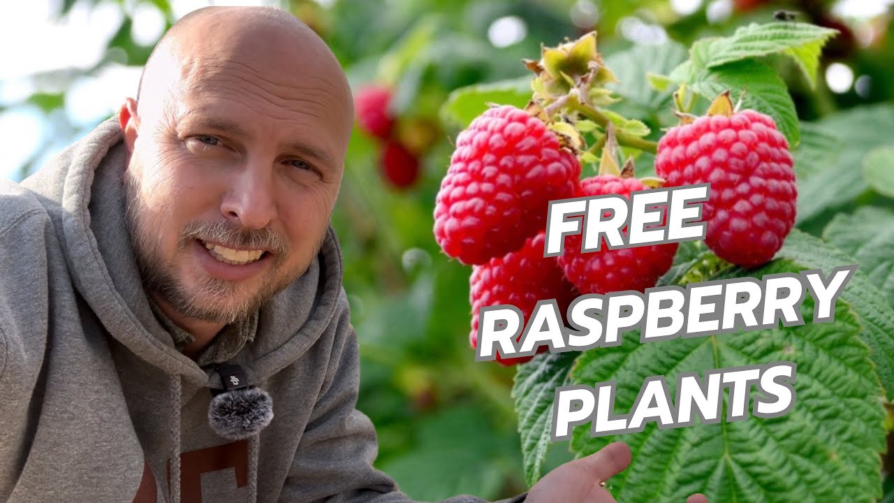 Как пересадить малину — Советы по пересадке