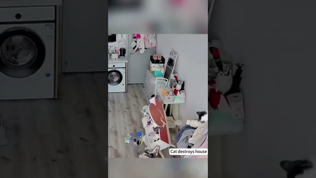 Chaotic Cats Destroy EVERYTHING 😂🐾 