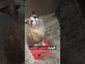 كثير ناس يخافون من موضوع تحميم القطط بس ترى الموضوع بسيط إذا سويته صح  قطط 