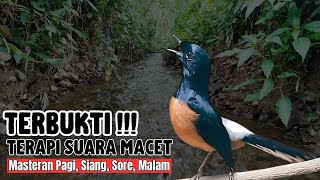 Kolaborasi Suara: Masteran Murai Batu Terbaik dari Ahli Terpercaya