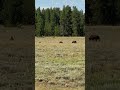 Black Bear and Grizzlies in Rare Yellowstone Sighting