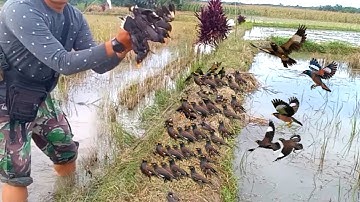 Amazing Bird Trap in Action – Amazing Glue Trap, Real Catch #MasterBirdTrapper