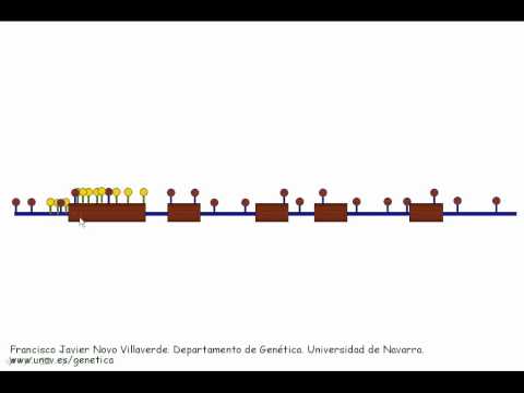 Vídeo: El Tejido De Origen Determina Los Patrones De Hipermetilación Del Promotor De La Isla CpG Asociado Al Cáncer