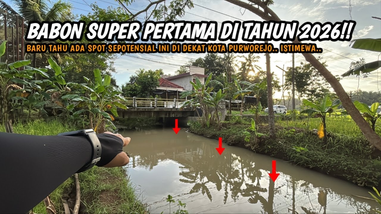 SPOT KERUH DEKAT KOTA TERNYATA IKANNYA BABON-BABON!! Mancing wader teknik kumbul umpan magot