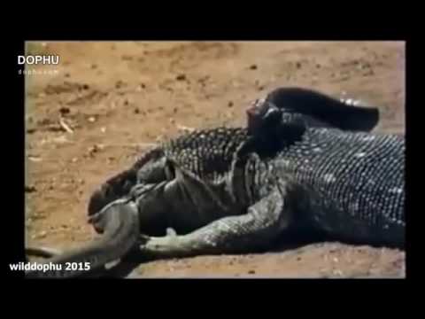 10 CRAZIEST Snake Fights Caught On Camera Most Amazing Wild Animal Attacks YouTube