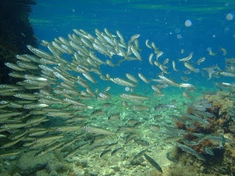 Fish dance - Pisak, Croatia 2013