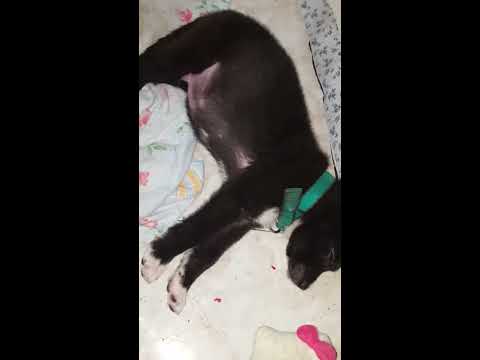 שון שוני נירדם במזגן   ჩაეძინა ასე გრილად