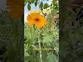 Bright &amp; Beautiful Calendula Flower in Garden#shorts #ytshorts #trending #nature #flowers #viral