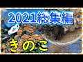 ２０２１きのこ動画総集編
