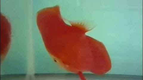 Cá Dĩa Quốc Tế Đẹp Class9 2nd - Thiên Đường Cá Cảnh