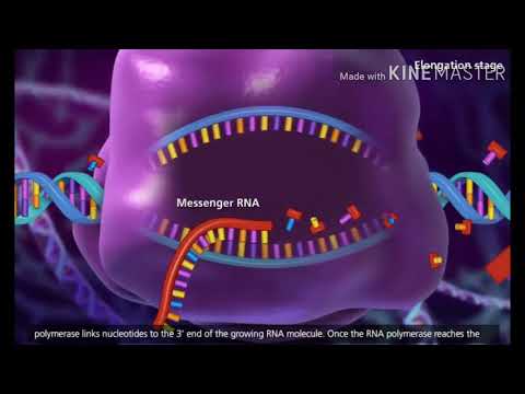 Video: Razlika Između DNA I MRNA