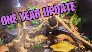 Bioactive Vivarium - One Year Update
