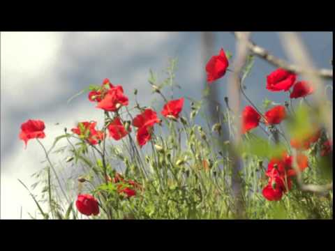 Kıvırcık Ali - Can Leyli