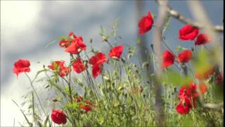 Kıvırcık Ali - Can Leyli Resimi