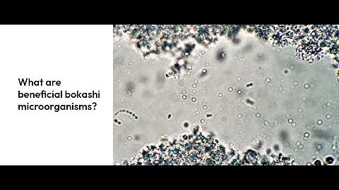 11  What are beneficial bokashi microorganisms